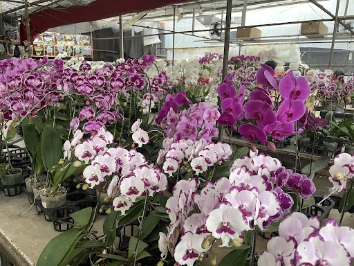 Taman Anggrek Ragunan: Orchid Heaven in Jakarta