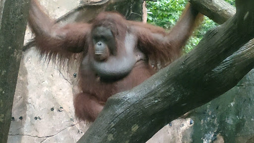 Orang Utan Area Ragunan Zoo: A Wild Day Out!