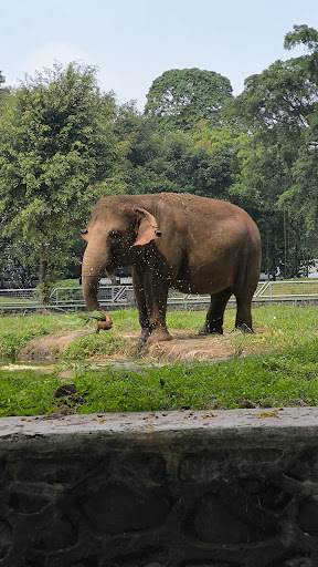 Arena Satwa Gajah: A Trunkful of Fun in Jakarta!