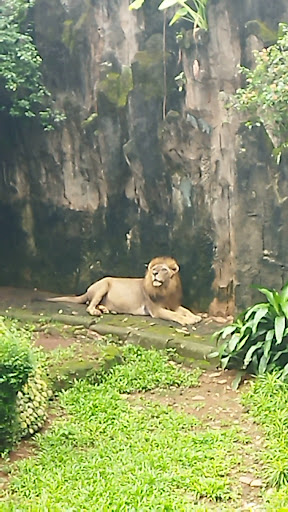 Arena Satwa Harimau Sumatera: A Wild Jakarta Adventure