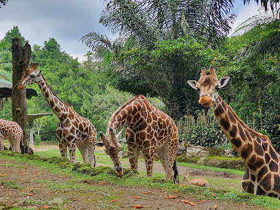 Taman Safari Bogor: A Wild Adventure Awaits!