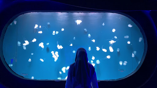 Jakarta Aquarium Safari: An Underwater Adventure!