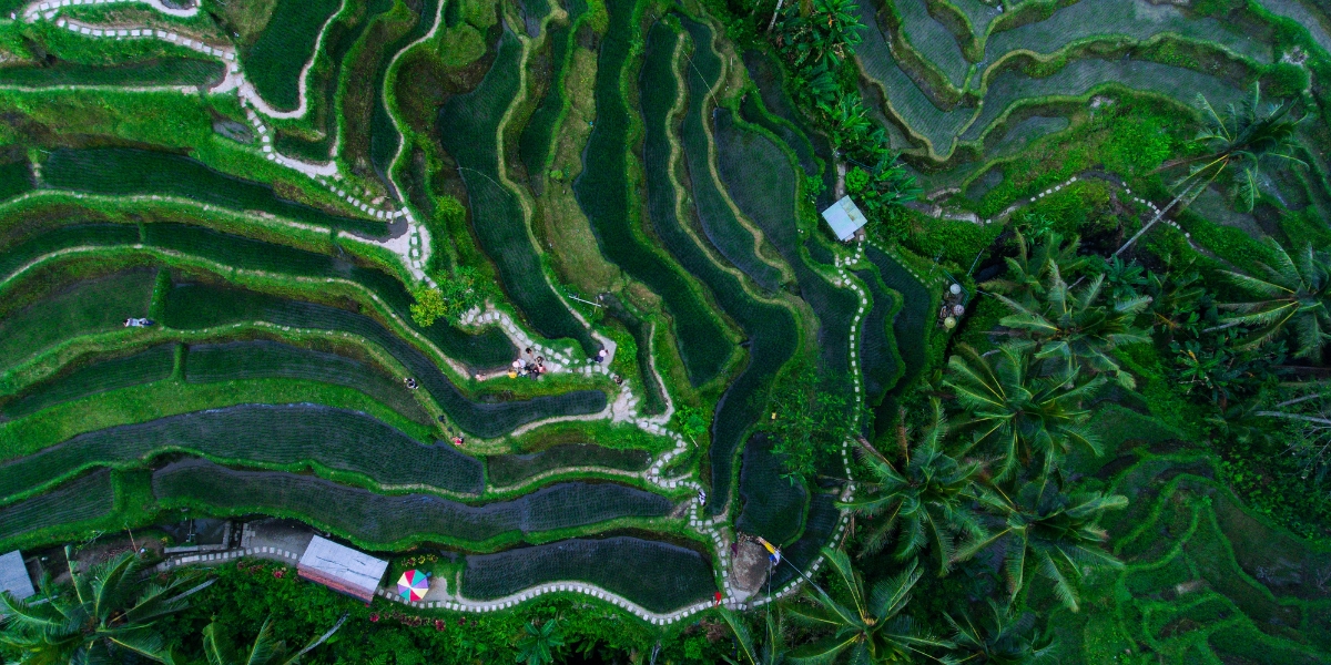 Tegallalang Rice Terrace: A Scenic Journey through Bali’s Iconic Landscapes