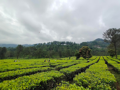 Kebun Teh Puncak Bogor: A Refreshing Escape